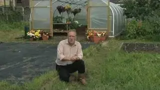 Ground cover, ideal as a base for a Polytunnel - V73