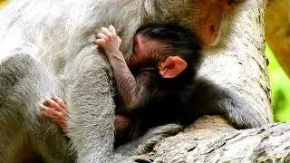 Jade's family, Julina visit her sister, She really love sister Jinx, The Monkey Camp 4942