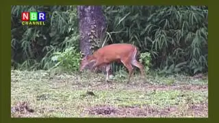 NBR Common Barking Deer