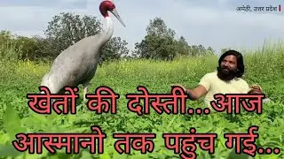 #amethi सारस पक्षी और इंसान की अनोखी दोस्ती।। कैसे Arif और Saras की दोस्ती हुई।।