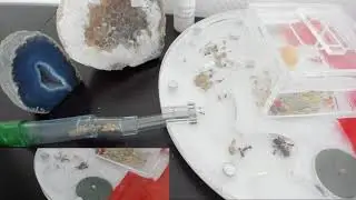 Messor Barbarus: The daily live of my young antcolony