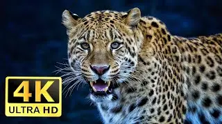 Amazing Wildlife of the Amazon forest with relaxing music and the sound of nature