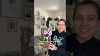 How to mount your orchid indoors #orchidslover #plantstyling #plantcare