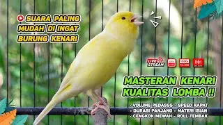 Pancingan Suara Kenari Gacor‼️ Ampuh untuk Masteran Kenari Muda dan Terapi Kenari Macet Bunyi 550