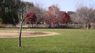 Frisbee Dog in Winnemac Park