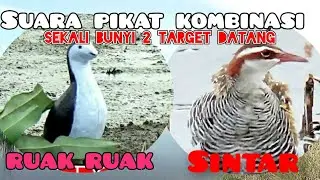Suara pikat kombinasi terbaru, sekali bunyi dua target langsung datang//sintar dan RUAK RUAK
