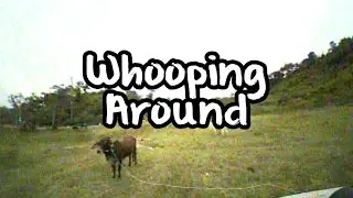 Whooping Around : Mad Cow and Furious Acrowhoop V2