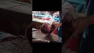 amazing giant trevally cutting skills #shorts #short #amazing