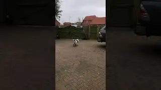 When a dog sees a ball&hellip; #cute #dog #shorts #funny #spaniel #springerspaniel #cutedog #doggie #doggo