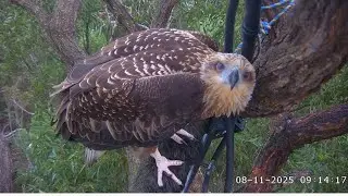 Sea-EagleCAM ~ Adventures Of SE35 & SE36! Flying, Exploring Cam & De-feathering Mic Cover 2025 Nov 8