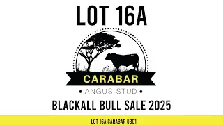 Lot 16A Carabar U801