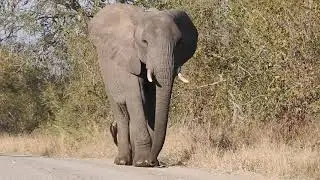 Good Morning Mr. Elephant
