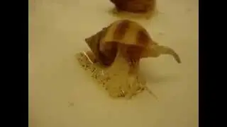 Whelk behaving weirdly
