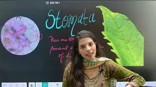 What is Stomata? | Structure and Function Explained | Plant Breathing System