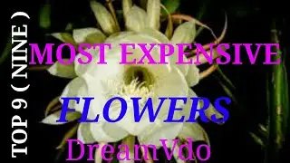 TOP 9 { Nine } MOST EXPENSIVE FLOWERS  IN THE WORLD 💐