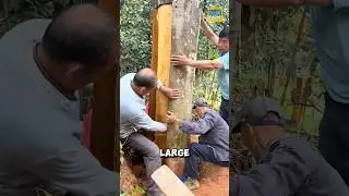 Why not cut the cinnamon tree before peeling the bark? #cinnamon #shorts