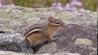 Eastern Chipmunk alarm call Hallet's Mill Pond 2013Oct4