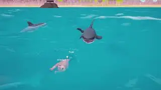 Shark attack