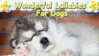 Sleep Music For Husky Dogs And Puppies ♫ Relax Your Dog instantly