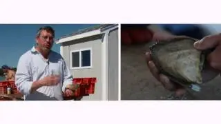 Breville -- Chef Secrets: Oysters 101