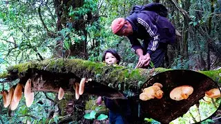jungle man's family picking wild mushroom in the jungle for curry @junglefamilycooking