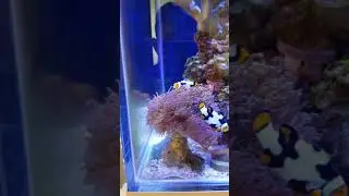 Clownfish hosting a Duncan coral