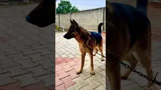 😱German Shepherd Power💪 #shortsGerman Shepherd Love❤️ #ytshorts Smart German Shepherd 🧠#shortvideo 🔥