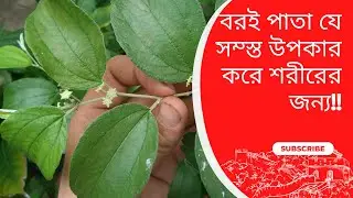 বরই পাতার স্বাস্থ্য উপকারিতা/ Health benefits of plum leaves/Must know benefits plum leaves