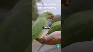 Meet the Hardest Working Pets on the Planet