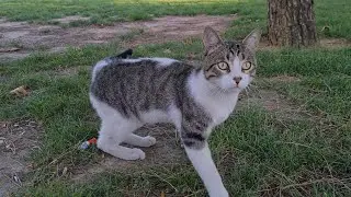 Cats living on the street are very hungry crying and asking for food.