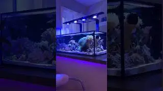 When Your Aquarium Is Furniture | Pixel LED