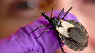 Chagas researchers argue US health officials should upgrade the disease&rsquo;s classification