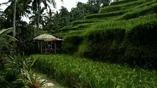 Pesona Tegalalang Rice Terrace, Sawah Instagramable di Bali