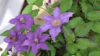 Harris Garden 2019