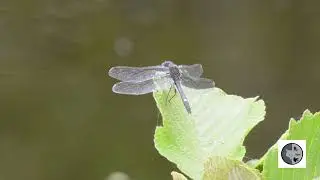 Leucorrhine mouchet&eacute;e/Dot-tailed Whiteface (Leucorrhinia intacta)