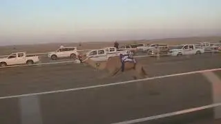 الشوط الاول قعدان لقايا 4 كلم الجذاب / صالح محسن رفدان الرشيدي
