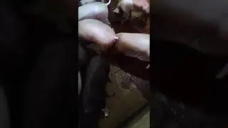 #pig farming #pig farm #pig #cricket # fish  #arapaima #shorts #viral #pig for sale #piglet #pig Nip
