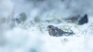 Fieldfares Vs Blackbirds in the Snow - a Short Video (9th January 2021)