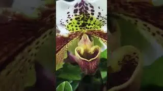 Paphiopedilum 