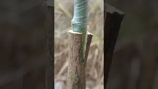 best grafting mango techniques #shorts #shortsviral #part615