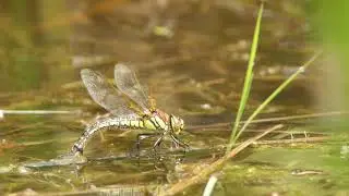 Hairy Dragonfly, Spurn point. June 2019 4K