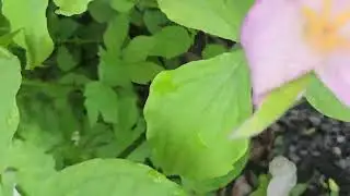 PINK & WHITE TRILIUMS PROVINCIAL FLOWER 🌸 OF ONTARIO CANADA 🇨🇦 💮 AFTER THE RAIN 🌧 FLOWERS IN BLOOM 💐