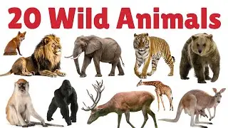 जंगली जानवर के नाम सीखे बच्चों के लिए | Learn 20 Wild Animals Name for kids | Part - 1