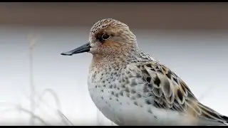 Saving the Spoon-billed Sandpiper