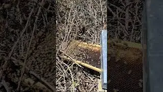 @Honey bees in the nature of northern Iran