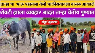तान्हा चा भावाला पहायला गेलो चाळीसगावला ? शेवटी झाला व्यवहार तान्हा येतोय पुण्यात ! #bailgada