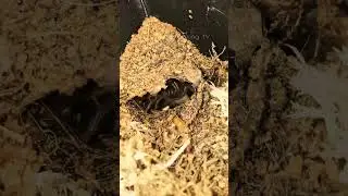 Lasiodora Parahybana 🕷️ #tarantulasoftheworld #tarantulafeeding #tarantula #tarantulasofinstagram