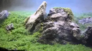 Dwarf Baby Tears 60 Days DSM