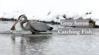 Grey heron | Catching fish | Must see | Bird video