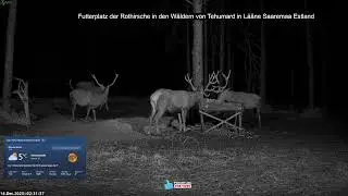 2025 12 16 Futterplatz der Rothirsche in den W&auml;ldern von Tehumard in L&auml;&auml;ne Saaremaa Estland